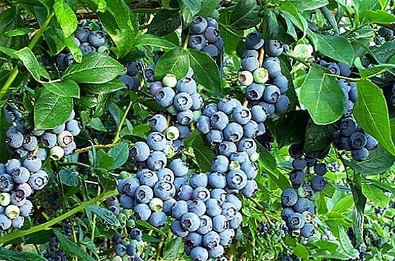 Kultivado de Blueberry garden: planti kaj planti zorgojn