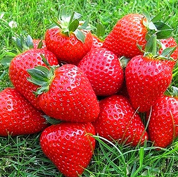 ការរីកលូតលាស់ strawberries Eliana: គុណសម្បត្តិនិងគុណវិបត្តិនៃពូជនេះ
