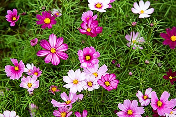 Rritja e farës kozmetike: mbjellja e duhur dhe kujdesi për lule
