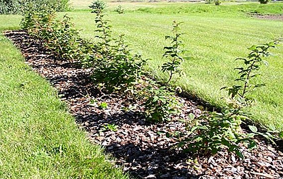 Crecer framboesas no xardín: consellos útiles