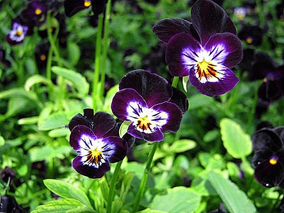 Loj hlob perennial horned violet nyob rau hauv lub teb chaws