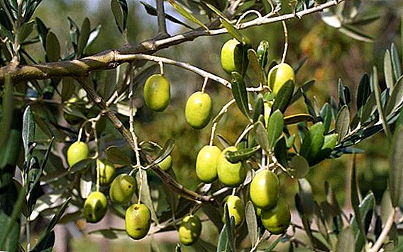 Tuputupuina o se olive mai se maa i totonu o se ulo: o se laasaga i lea laasaga