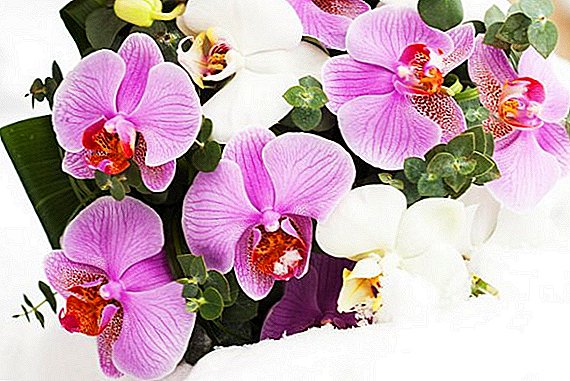 Laborantza orkideak: Nola zabaldu orkidea etxean