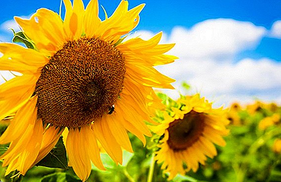 Tumuwuh panonpoé: melati sareng miara sunflowers di kebon