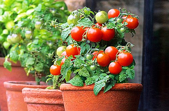 Расте од домати од цреша: како да растат домати на прозорецот