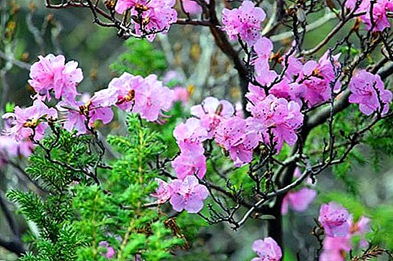 Ap grandi Rhododendron Ledebour nan jadinaj dekoratif