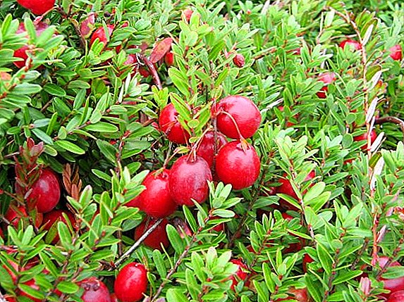 I-cranberries ekhulayo engadini