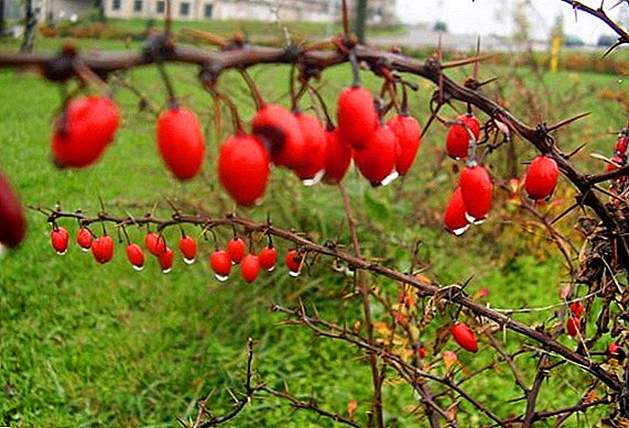 Rose Hip Growing: Planting and Care