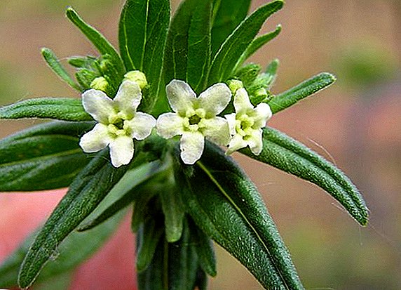 Lumalagong stevia sa bahay