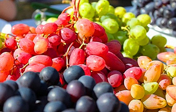 Uvas crecentes para as bagas: como elixir unha variedade para a rexión de Moscova