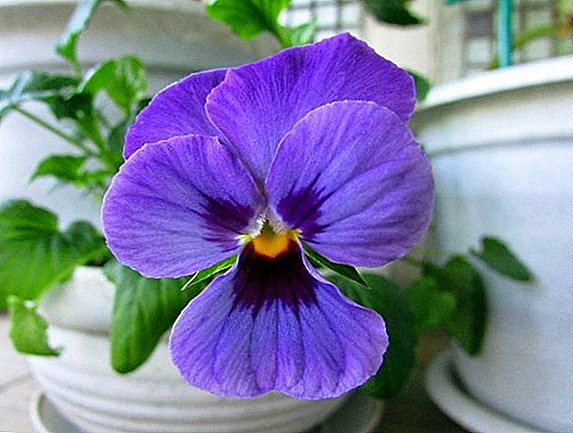 Uzgoj viole: sadnja, nega i uzgoj