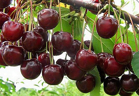 Shuka cherries "Shpanka"