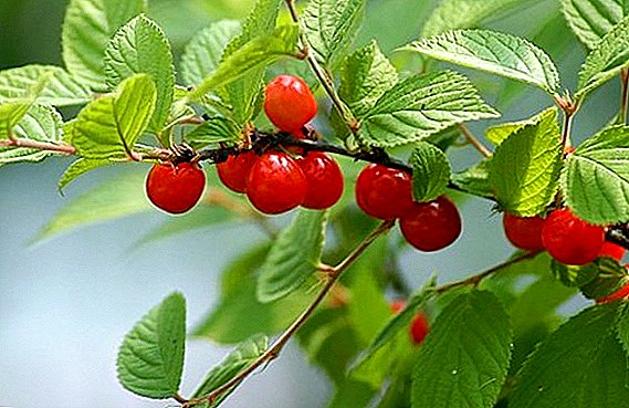 Ubi nke cherị cherries: atụmatụ nke akuku na ilekọta osisi ohia