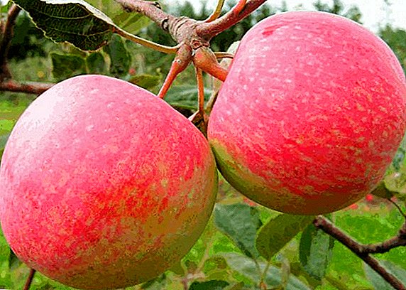 आपल्या बागेत "मॉस्को पियर" सफरचंद झाडांची लागवड