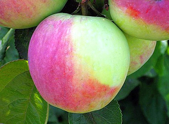 Ubi nke osisi apple "Northern Synapse": uru na odighi uru nke di iche iche, kota na ichekwa