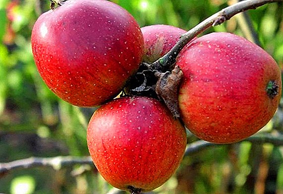 Cultivo de mazás "Sol": consellos para o cultivo e coidado