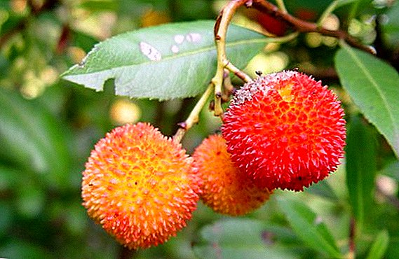 Koraaya Tree Seed Strawberry: Talooyin wax ku ool ah