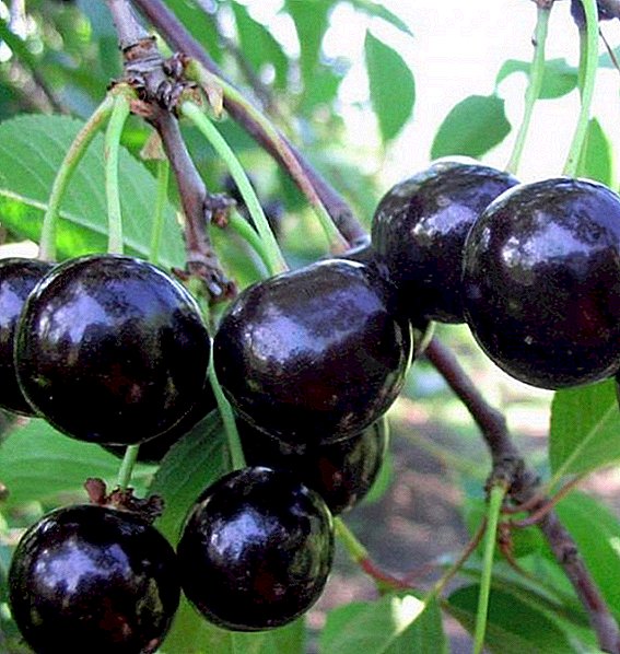 Cherry "besseya": jinsi ya kukabiliana na magonjwa na wadudu wa cherry ya mchanga