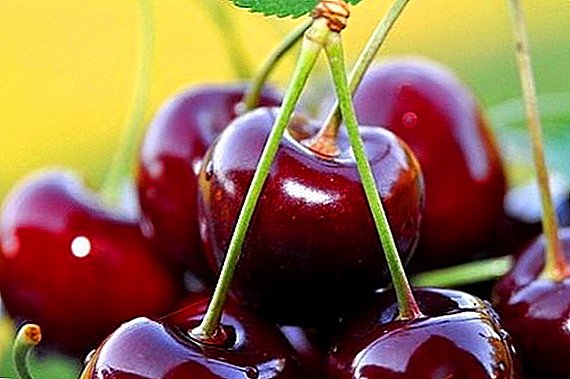 Cherries "Carmine pele": uiga