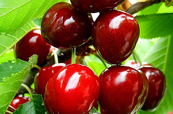 Cherry "Abondan": karakteristik, avantaj ak dezavantaj yo