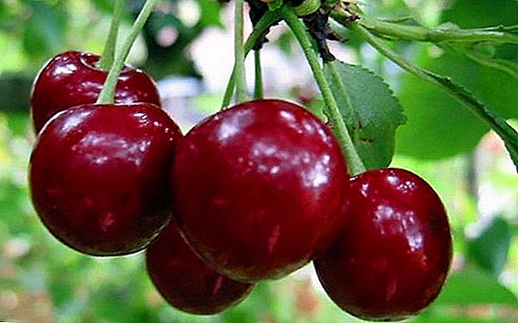 Cherry "Маяк": шарҳи гуногун