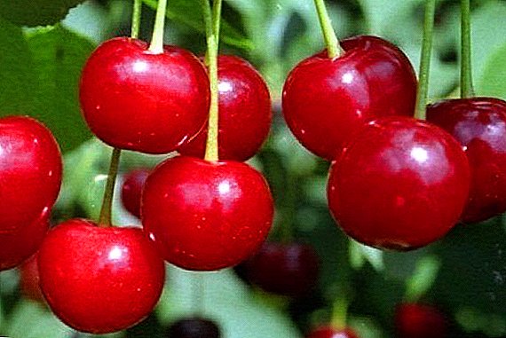 Cherry dermawan: katerangan, fitur penanaman jeung perawatan