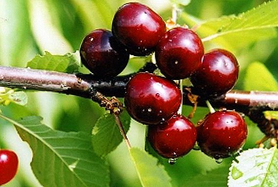 Siocled Cherry