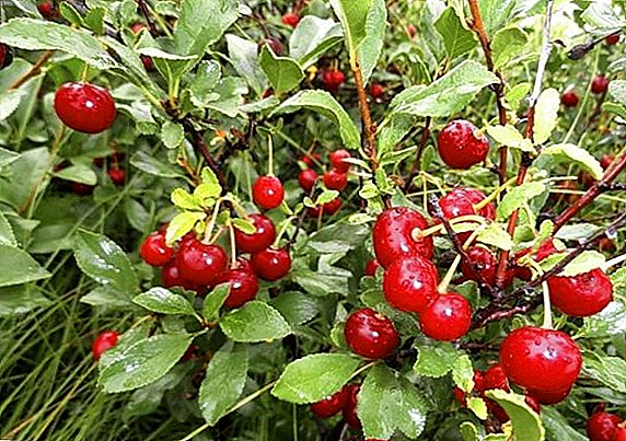 Cherry steppe: yam ntxwv, cultivation agro-technology, pruning