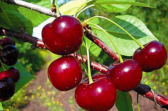 Cherry "Winter Pomegranate": nodweddiadol
