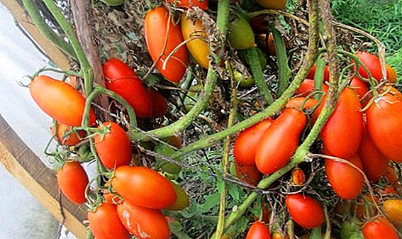 Zokolola zabwino ndi maonekedwe abwino: tomato "Niagara"
