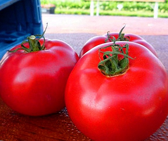 Rendimenti i lartë dhe rezistenca ndaj dëmtuesve dhe sëmundjeve: domate Pink Bush
