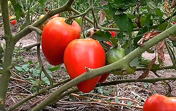 Cynnyrch uchel a ffrwythlon: manteision tyfu tomato "Miracle of the Earth"