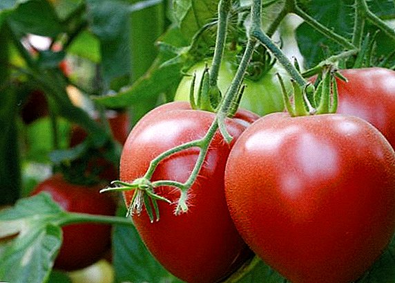 Yüksək məhsuldar və sağlam: Pink Spam pomidor çeşidi