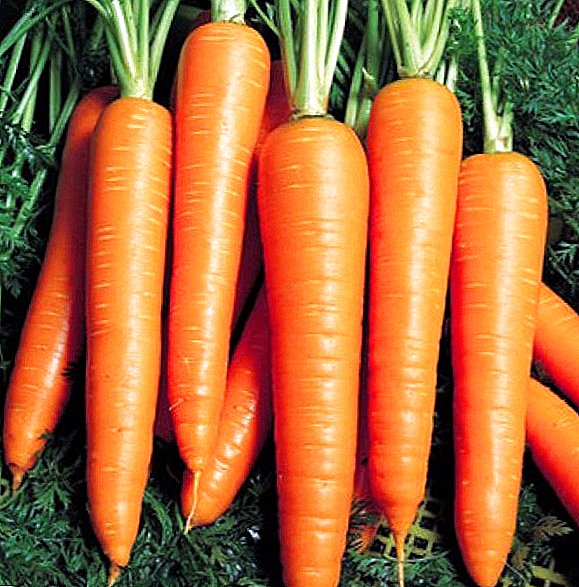 Ang high-yield carrot variety nga Vita Long