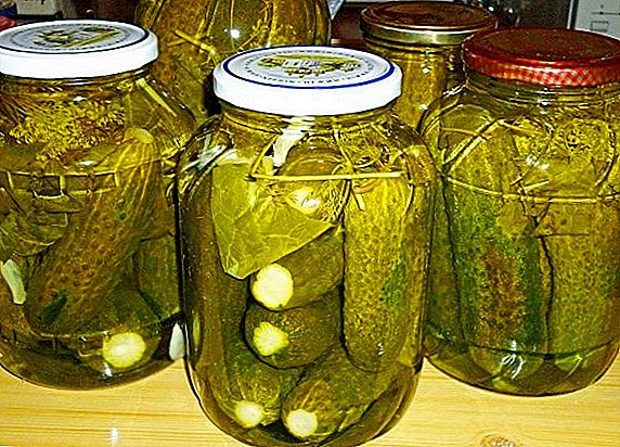 हिवाळा साठी चवदार मसालेदार Pickled Cucumbers
