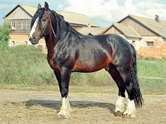 ولادیمیر اسب بزرگ اسب نژاد