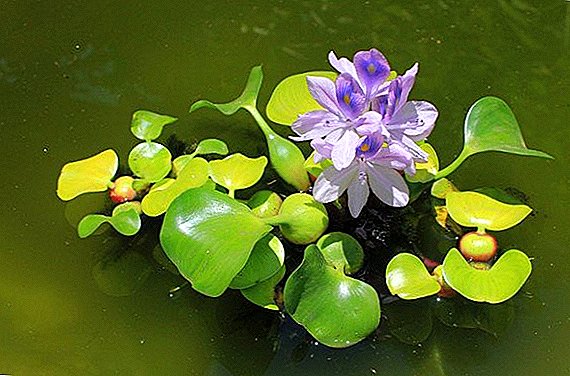 Hyacinth uisce (eichornia): gnéithe d’fhás i lochán nó i aquarium
