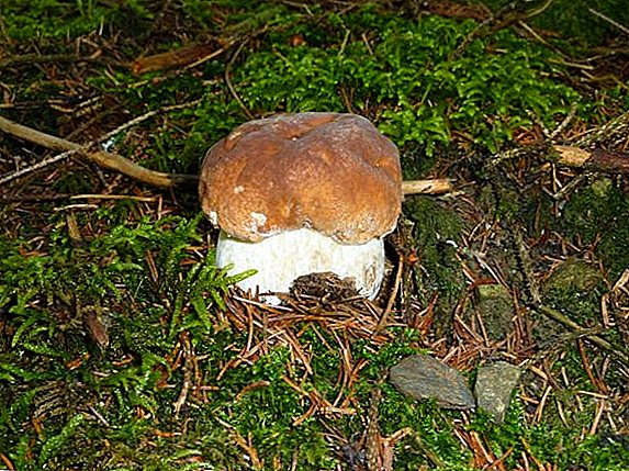 Sifat gaib saka jamur putih