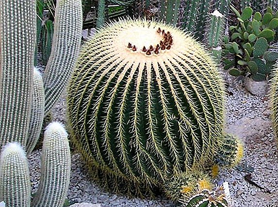 Mali ya kichawi ya cactus