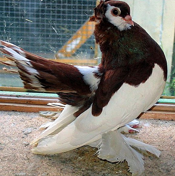 کبوتر گروه ولگا: ویژگی ها، ویژگی ها