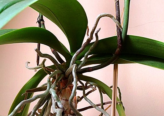 Izimpande ze-orchid zomoya, nokuthi benzeni nazo