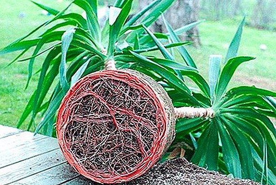 Hama sarta panyakit yucca: pencegahan, gejala sareng perlakuan
