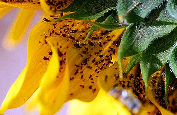 Sunflower pests: paghulagway, litrato, pamaagi sa pakigbisog