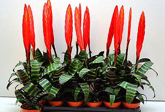 Vriesia splenriet: beskrywing van die plant, metodes van versorging by die huis