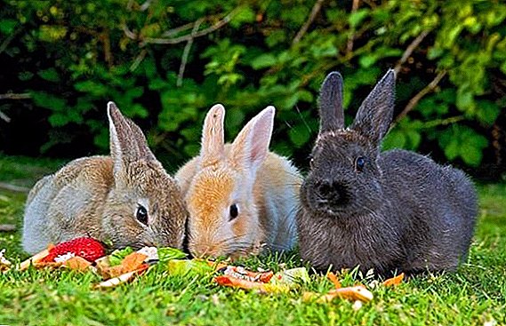 Todo sobre a alimentación dos coellos: como, cando e como alimentar os roedores na casa