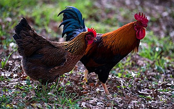 Chicken breeds-ий тухай мэдээлэл