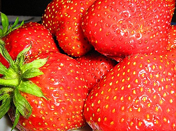 Sadaya ngeunaan nyoco strawberries di spring: iraha, naon jeung kumaha ngabuahan strawberries di spring