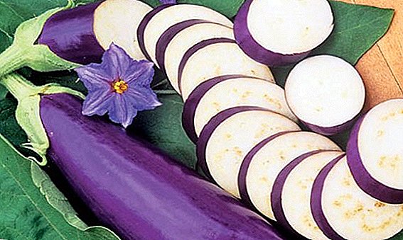 Quod in cotidiano usu atque proprietatibus nocivis omnes eggplant
