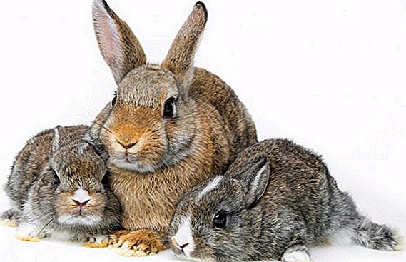 Breeding rabbits-ий тухай мэдээлэл