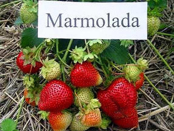 Gjithcka rreth varietetit të luleshtrydhe 'Marmalade'